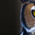 Silent Hunters: Seven Facts About Owls' Hunting and Eating Habits