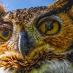 “Owl” Be Seeing You: Amazing Facts About Owl Eyes