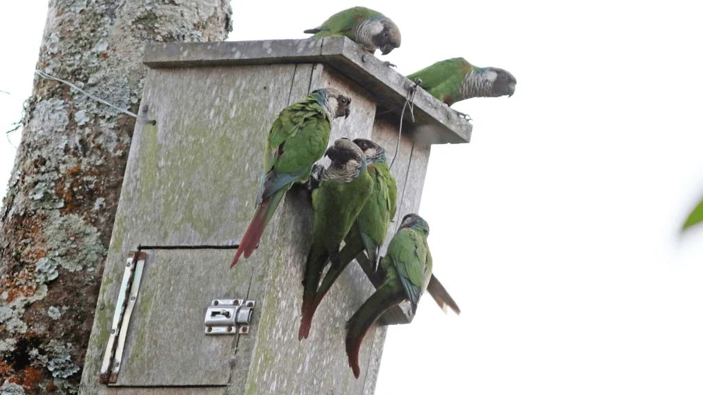 Gray-breasted Parakeets, Once Nearly Extinct, Fly Free at Reintroduction Site