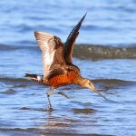 Hudsonian Godwit by Greg Homel, Natural Elements Productions