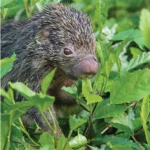 Harpy Eagles prey on a wide variety of rainforest animals.