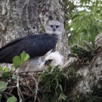 Harpy Eagle and chick