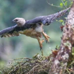 Harpy Eagle and chick