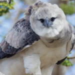 Harpy Eagle