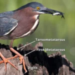 Diagram of a Heron's legs. Photo by ttp1001/Shutterstock