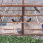 Illegally trapped Painted Buntings. Photo by Florida Fish and Wildlife Conservation Commission.
