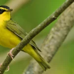 Kentucky Warbler. Photo by Ed Scheider/Shutterstock