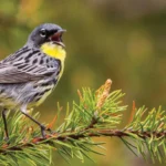 ABC Birding: Kirtland's Warbler Management Areas, Michigan