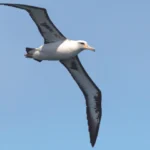 To Sail Like a Seabird: How Wind and Waves Link Sailors, Surfers, and Seabirds