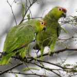 New Parrot Gets New Reserve, Just in Time