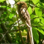 Long-tailed Potoo