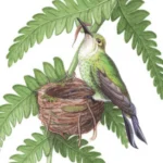 Nests of Rare South American Birds