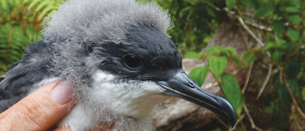 Newell's Shearwater chick