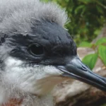 Newell's Shearwater chick
