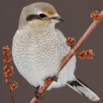 Northern Shrike photo by Glenn Bartley