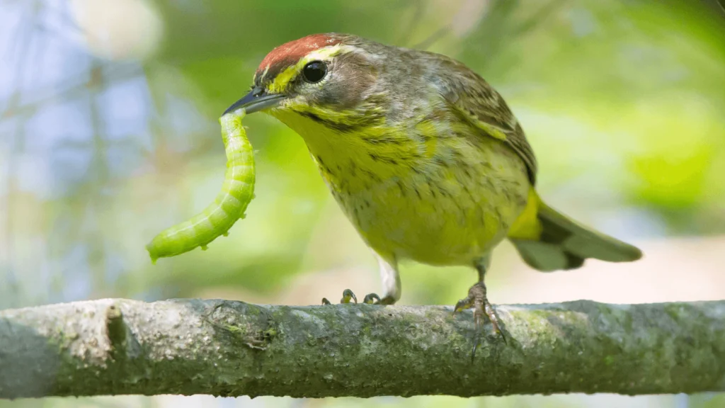 Off the Rails: A Personal Reflection on Wildlife Impacts from the Norfolk Southern Train Derailment