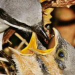 Loggerhead Shrike feeding chicks. Photo by Philip Rathner