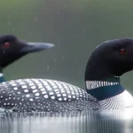 Common Loon. Photo by Tom Reichner/Shutterstock