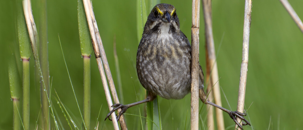 Seaside Sparrow by @Michael Stubblefield