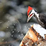 Pileated Woodpecker by Jesse Seniunas/Shutterstock