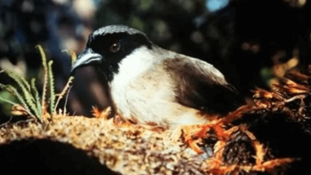 Eight Hawaiian Bird Species to be Declared Officially Extinct