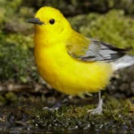 Prothonotary Warbler, on of the many species found within the Mississippi Flyway.