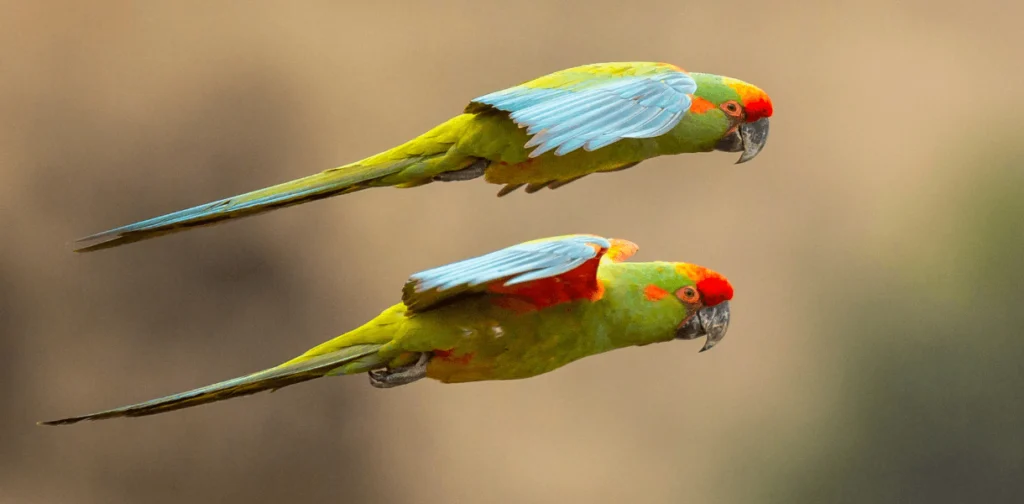 Critical Conservation Bill Needs Your Voice for Passage