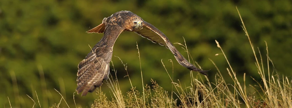 How long do birds live for? The answer is: It depends. Red-tailed Hawks can live up to 30 years.