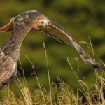 How long do birds live for? The answer is: It depends. Red-tailed Hawks can live up to 30 years.