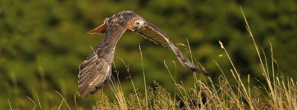 How long do birds live for? The answer is: It depends. Red-tailed Hawks can live up to 30 years.