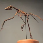 Archaeopteryx presents an early bird wing structure.