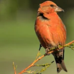 Red Crossbill photo by Tom Grey