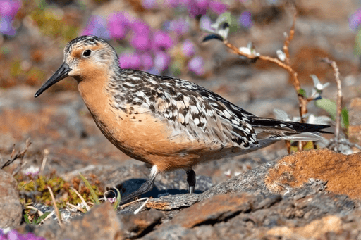 Birds of Virginia: Waterbirds - American Bird Conservancy