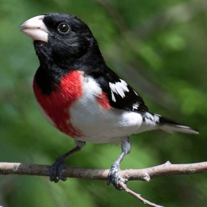 Rose-breasted Grosbeak. Photo by rck_953/Shutterstock.