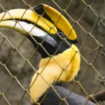 Great Hornbill. Photo by Rueankam Jompijit/Shutterstock