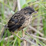 Seaside Sparrow fledgling by Simon Kiacz, Macaulay Library at the Cornell Lab of Ornithology