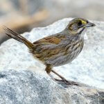 Seaside Sparrow by Warren Cooke