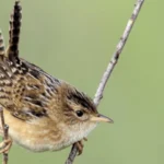 Sedge Wren photo by Tim Zurowski/Shutterstock