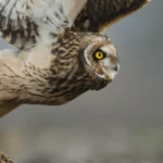 Short eared Owl photo by Menno Schaefer/Shutterstock