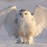 Snowy Owl by Jim Cummings/Shutterstock