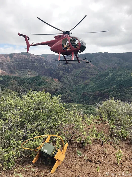 Song meters are deployed by American Bird Conservancy partners in remote areas in Kauaʻi near seabird colonies.