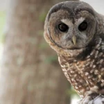 Northern Spotted Owl