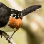 The Spotted Towhee is a common backyard bird in the eastern United States.