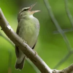Birds of Virginia: A Guide to Must-See Birds in the Commonwealth