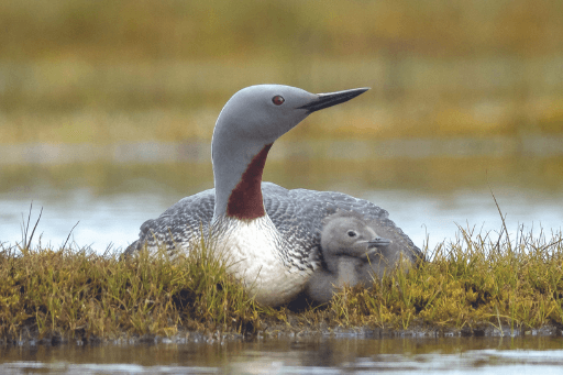 The Changing Tundra and What It Means for Birds