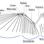 Anatomical diagram of a bird wing.