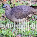 Saving Birds with Sound