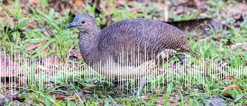 Undulated Tinamou