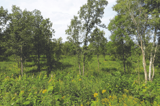 In spring and summer, sunlight reaching the ground unleashes a bounty of plant life that in turn attracts insects crucial to songbirds and other wildlife. Photo by Pat Weber.