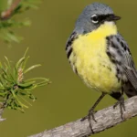 Kirtland's Warbler is Off the List